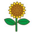 ひまわり