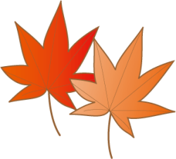 楓（カエデ）・紅葉（モミジ）